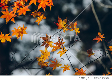 Autumnal maple leaves in blurred background 36924950