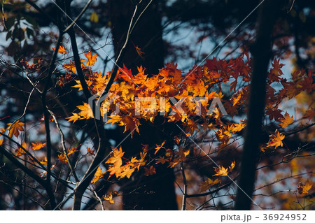 Autumnal maple leaves in blurred background 36924952