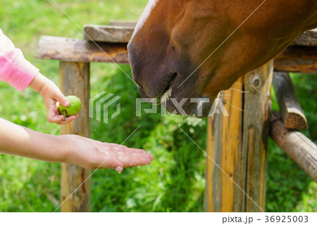 Young mom and toddler baby feed horse.  36925003