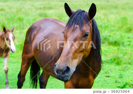 A horse and foal grazing on a meadow.  36925004
