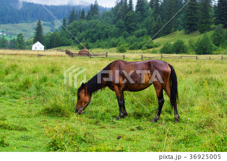 A horse grazing on a meadow. A horse grazing on a meadow. 36925005