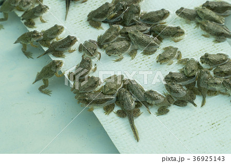 Frog in the nursery and also the tail ,tadpole 36925143