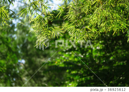 nature background nature background 36925612