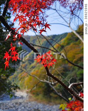 兵庫県・武庫川渓谷 36925946