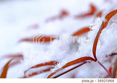 南天の葉と牡丹雪 36925968