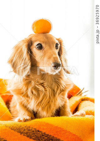 ダックスフントとミカン 36925970