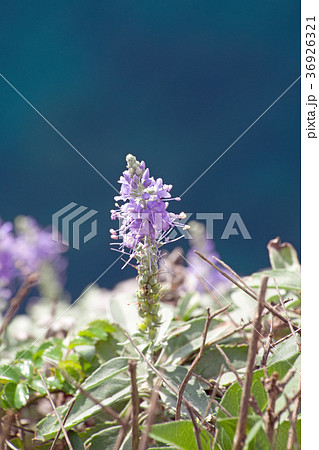 断崖に咲くトウテイラン 断崖に咲くトウテイラン 36926321