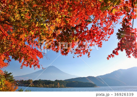富士山と見頃の紅葉 36926339