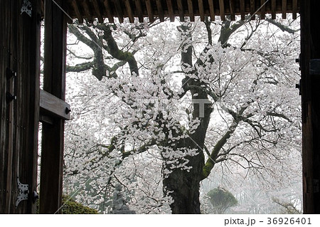 山門越しに見る幻想的な桜の風景の写真素材