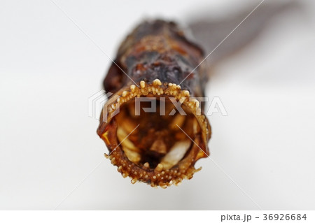 佐賀県の有明海に生息するワラスボの干物の写真素材