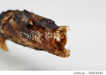 佐賀県の有明海に生息するワラスボの干物 36926685