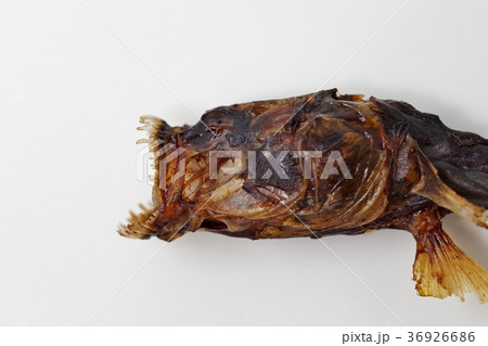 佐賀県の有明海に生息するワラスボの干物 36926686