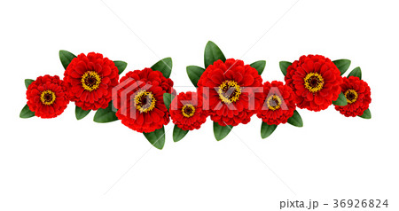 Red zinnia flowers garland 36926824