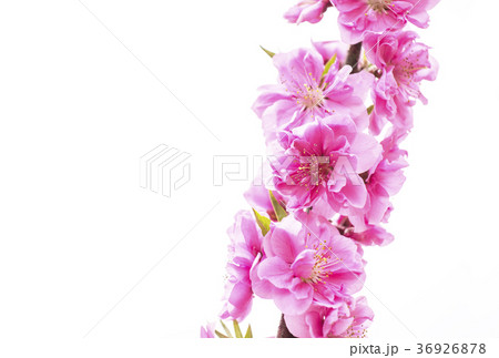 ピンク色の桜　さくらイメージ　春のイメージ 36926878