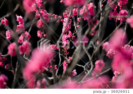 赤い梅の花 36926931