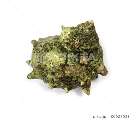 サザエ サザエ 36927033