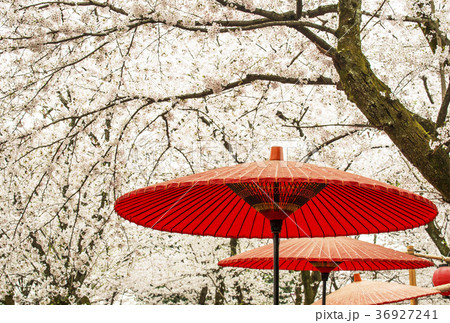 お花見　日本の春　さくら　 36927241