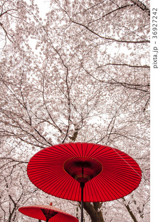 お花見　日本の風景　さくら　桜 36927242