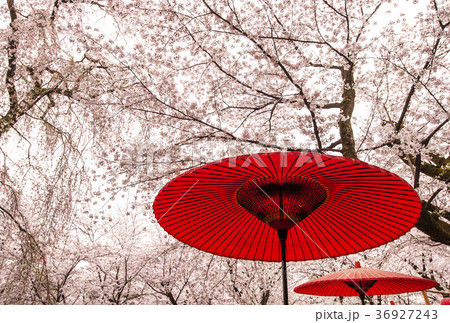 さくら　サクラ　桜 36927243