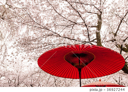 お花見イメージ　さくら　和風イメージ　クールジャパン 36927244