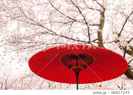 さくら　クールジャパン　お花見　和イメージ 36927245