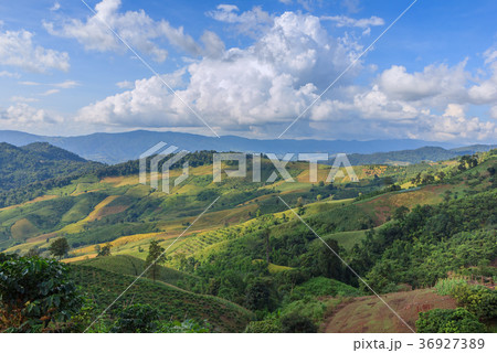 The Mist and Fog in Chiangrai Thailand The Mist and Fog in Chiangrai Thailand 36927389