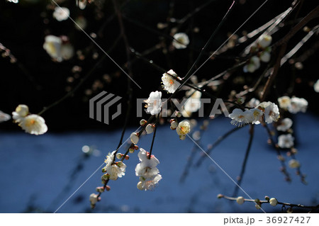白い梅の花 南高梅 白い梅の花 南高梅 36927427