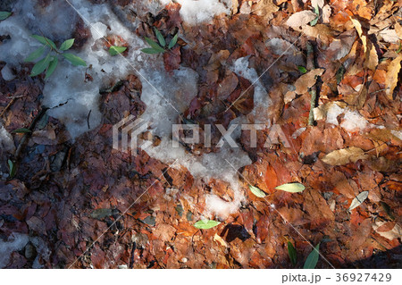 雪解け 春の訪れ 36927429