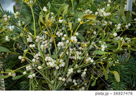 bouquet of mistletoe for sale at the market bouquet of mistletoe for sale at the market 36927476