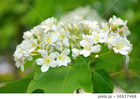 台湾 アブラギリ 木 36927488