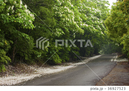 台湾 アブラギリ 林 36927523