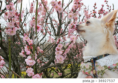 梅の花とプリン 36927537