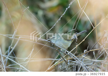 春、藪のウグイス 36927935