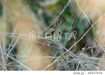 春、藪のウグイス 36927936