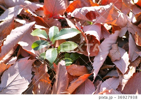 冬イメージ 落ち葉 冬イメージ 落ち葉 36927938