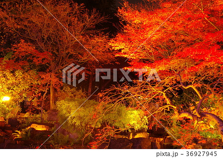 ライトアップされた紅葉 ライトアップされた紅葉 36927945