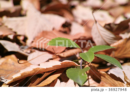 冬イメージ　落ち葉　 36927948