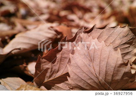 冬イメージ 落ち葉 冬イメージ 落ち葉 36927956