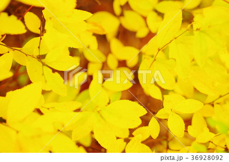 ユキヤナギの黄葉 36928092