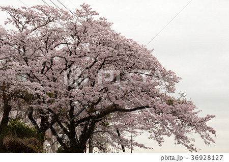 春、満開のサクラ 36928127