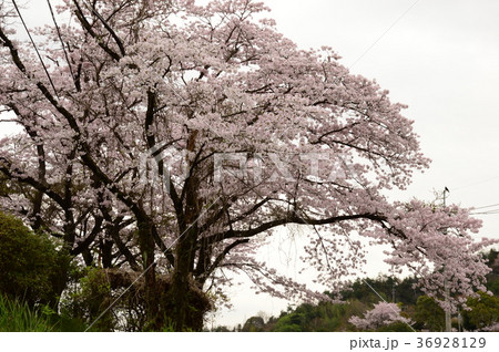 春、満開のサクラ 春、満開のサクラ 36928129