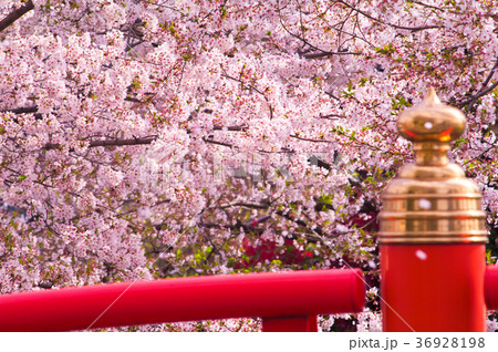 弁天橋と桜 36928198