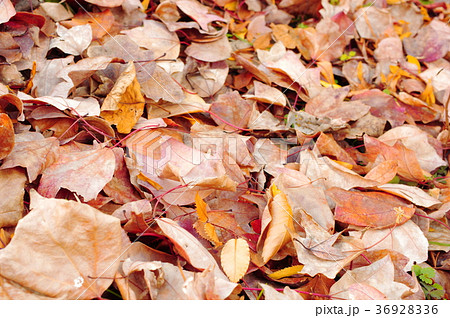 トウカエデの落ち葉 36928336