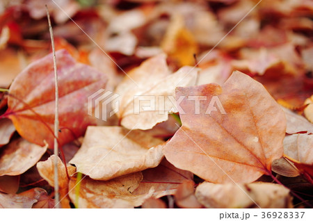 トウカエデの落ち葉（クローズアップ） 36928337