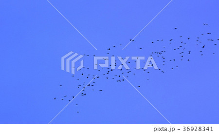 ユリカモメの群れ 36928341