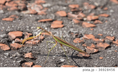 オオカマキリ オオカマキリ 36928456