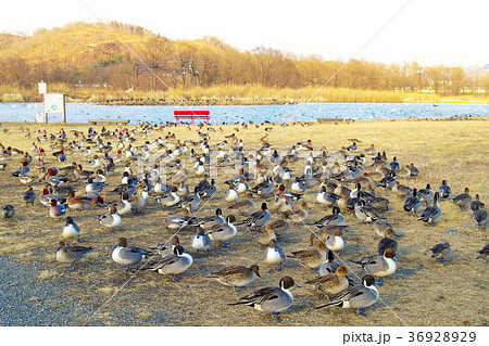 御宝田遊水地 安曇野 白鳥 御宝田遊水地 安曇野 白鳥 36928929