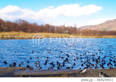 御宝田遊水地　安曇野　白鳥 36928931