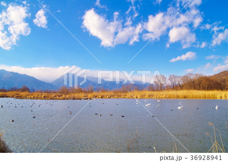 御宝田遊水地　安曇野　白鳥 36928941