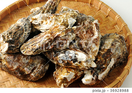 生牡蠣 36928988